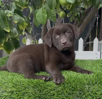 Labrador English akc, a female Labrador Retriever for sale in Corona, CA – 1 of 2