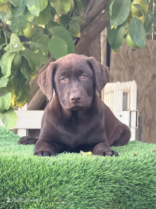 Candy – Labrador Retriever puppy for sale in Corona, CA
