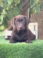 Candy, a female Labrador Retriever for sale in Corona, CA – 1 of 2