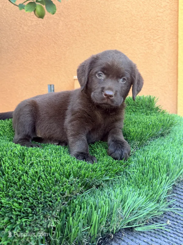 Carly English chocolate  – Labrador Retriever puppy for sale in Corona, CA
