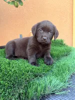 Carly English chocolate , a male Labrador Retriever for sale in Corona, CA – 1 of 1