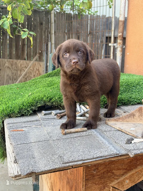 Candy AKC English – Labrador Retriever puppy for sale in Corona, CA