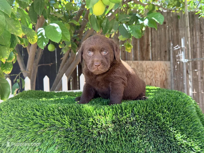 Labrador chocolate puppy  – Labrador Retriever puppy for sale in Los Angeles, CA