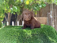 Labrador chocolate puppy , a female Labrador Retriever for sale in Los Angeles, CA – 1 of 1