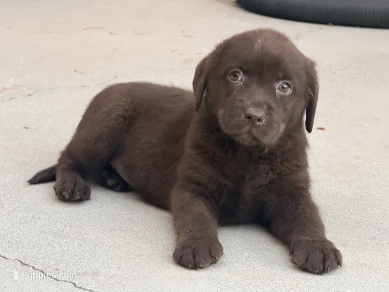 Akc English Frida  – Labrador Retriever puppy for sale in Corona, CA