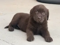Akc English Frida , a female Labrador Retriever for sale in Corona, CA – 1 of 1