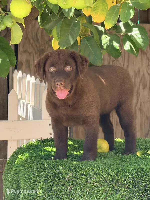Candy Labrador puppy  – Labrador Retriever puppy for sale in Los Angeles, CA