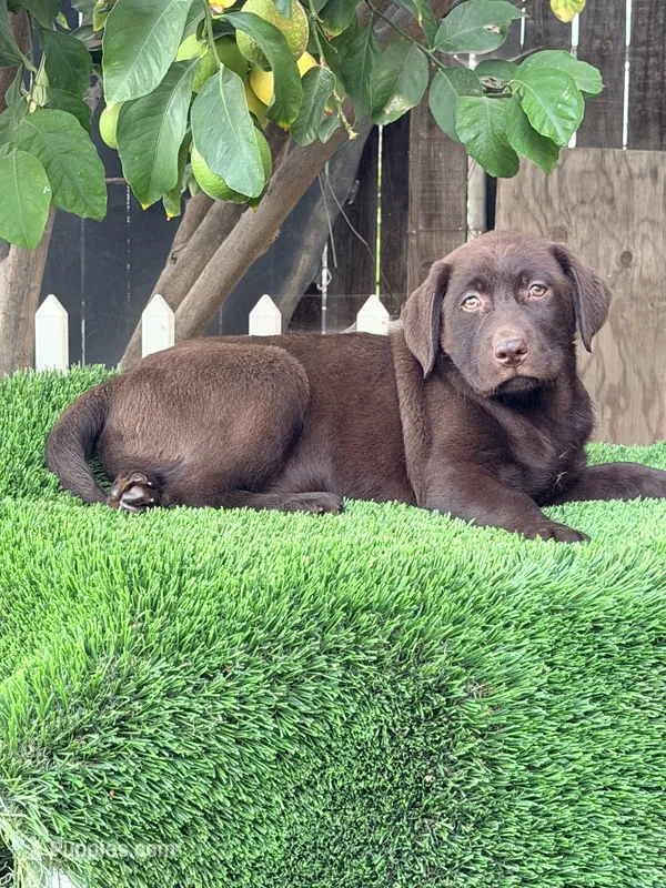 Candy – Labrador Retriever puppy for sale in Corona, CA