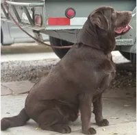 Labrador English akc, a female Labrador Retriever for sale in Corona, CA – 2 of 2