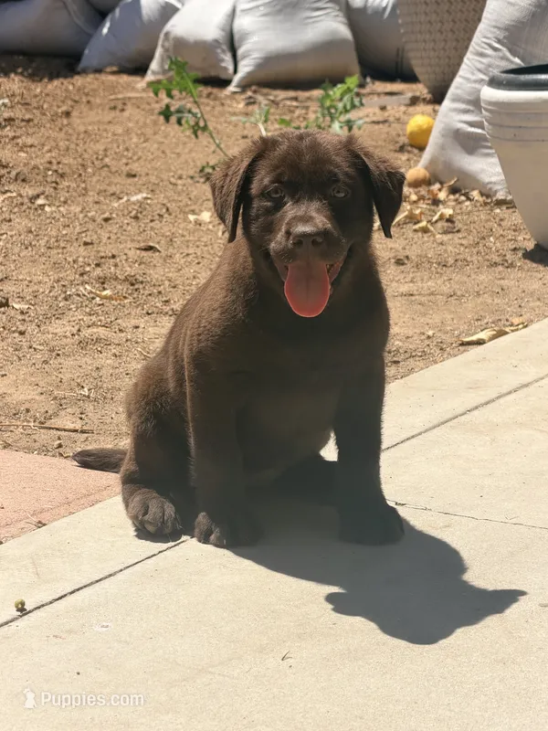Puppy English labrador – Labrador Retriever puppy for sale in Corona, CA