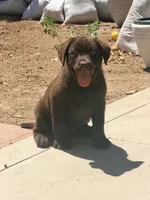 Puppy English labrador, a female Labrador Retriever for sale in Corona, CA – 1 of 1