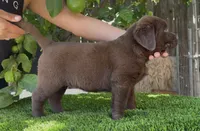Labrador English, a female Labrador Retriever for sale in Corona, CA – 2 of 3