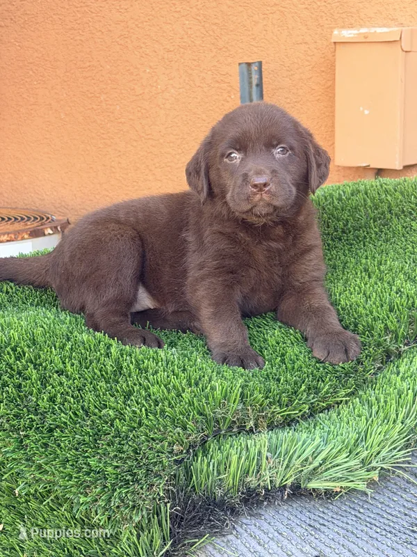 AKC  English labrador  – Labrador Retriever puppy for sale in Corona, CA