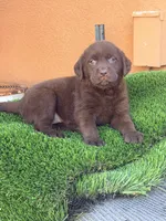 AKC  English labrador , a female Labrador Retriever for sale in Corona, CA – 1 of 1