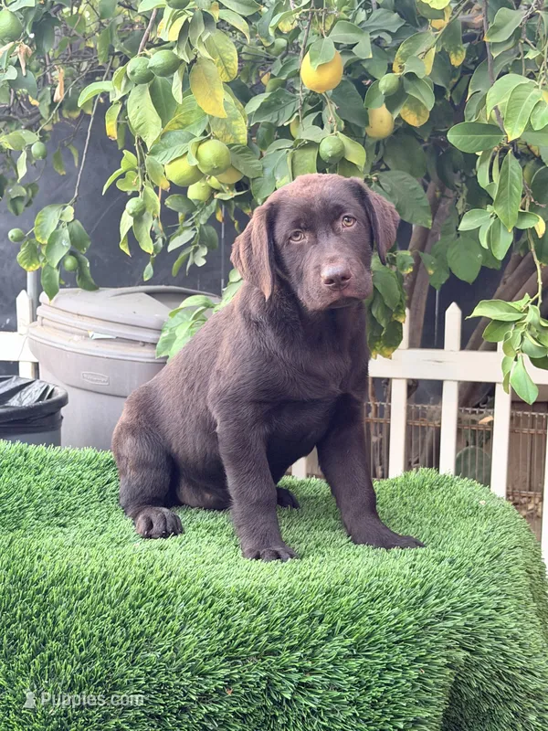 Sasha – Labrador Retriever puppy for sale in Corona, CA