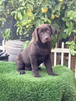 Sasha, a female Labrador Retriever for sale in Corona, CA – 1 of 1