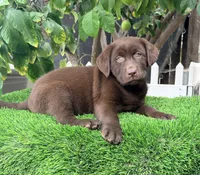 Female labrador Akc puppy, a female Labrador Retriever for sale in Corona, CA – 1 of 2