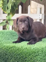 Candy, a female Labrador Retriever for sale in Corona, CA – 2 of 2