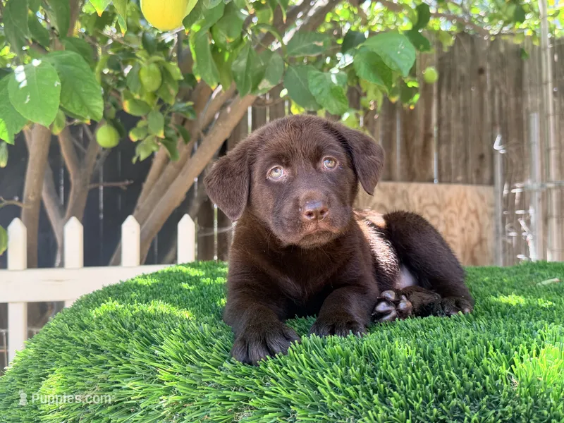Puppy  labrador   – Labrador Retriever puppy for sale in Corona, CA