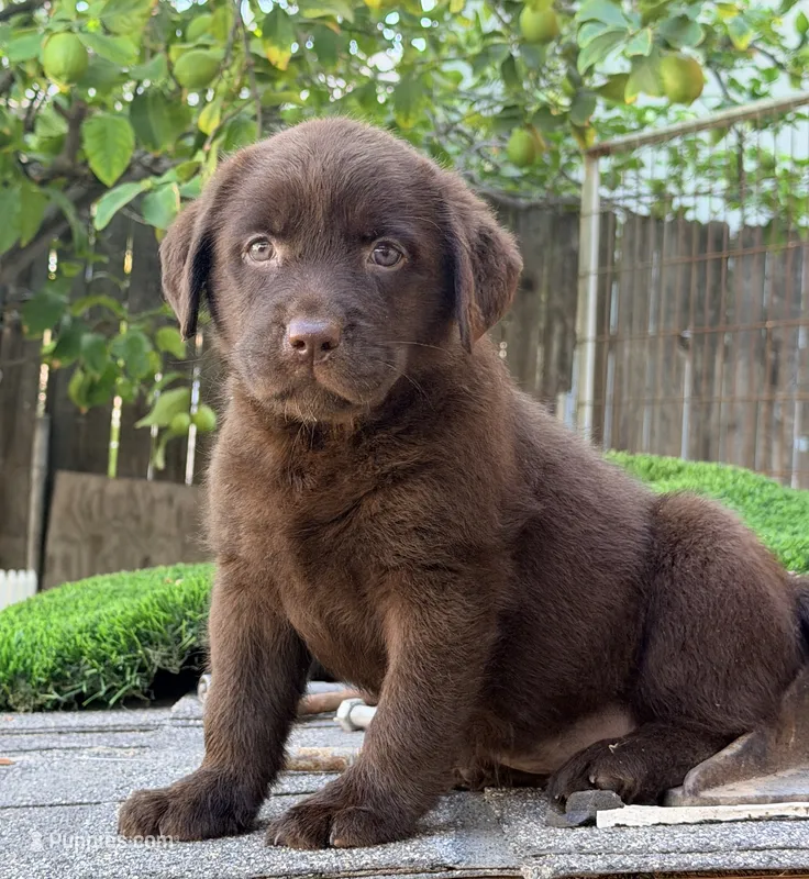 Akc Frida  English  – Labrador Retriever puppy for sale in Corona, CA