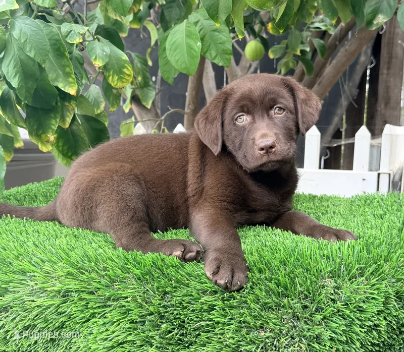 Labrador puppy English  – Labrador Retriever puppy for sale in Corona, CA