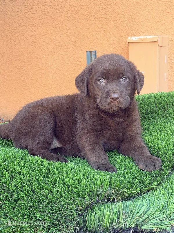 Candy English Labrador  – Labrador Retriever puppy for sale in Corona, CA