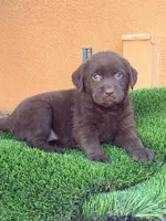 Candy English Labrador , a female Labrador Retriever for sale in Corona, CA – 1 of 1