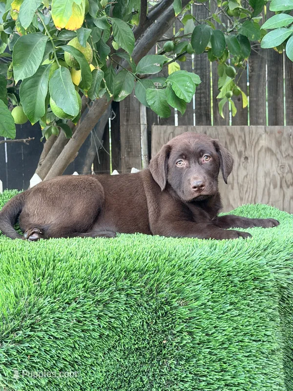 English puppy – Labrador Retriever puppy for sale in Corona, CA