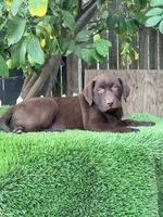 English puppy, a female Labrador Retriever for sale in Corona, CA – 1 of 1