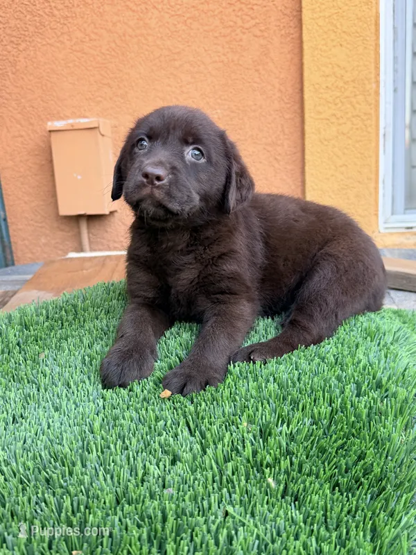 Akc English Mily  – Labrador Retriever puppy for sale in Corona, CA