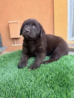 Akc English Mily , a female Labrador Retriever for sale in Corona, CA – 1 of 1