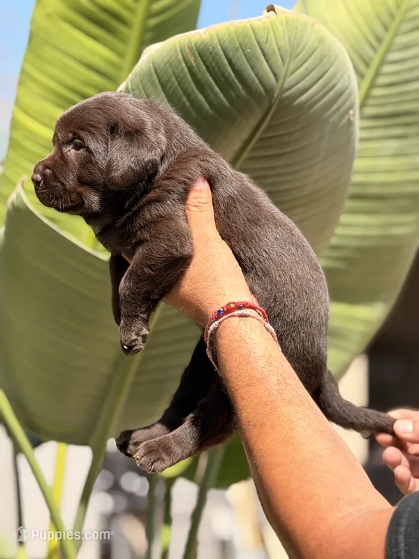 Max English  – Labrador Retriever puppy for sale in Corona, CA
