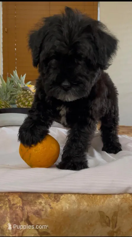 Quintin – Standard Schnauzer puppy for sale in Miami, FL