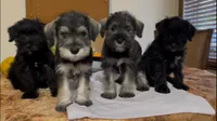 Quintin, a male Standard Schnauzer for sale in Miami, FL – Photo 3 of 4
