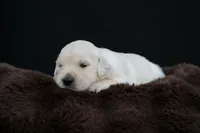 Piglet, a female Golden Retriever for sale in Holmesville, OH – 4 of 7