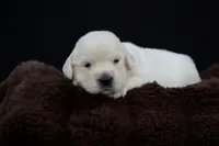Eeyore, a male Golden Retriever for sale in Holmesville, OH – 3 of 10