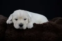 Tigger, a male Golden Retriever for sale in Holmesville, OH – 7 of 10