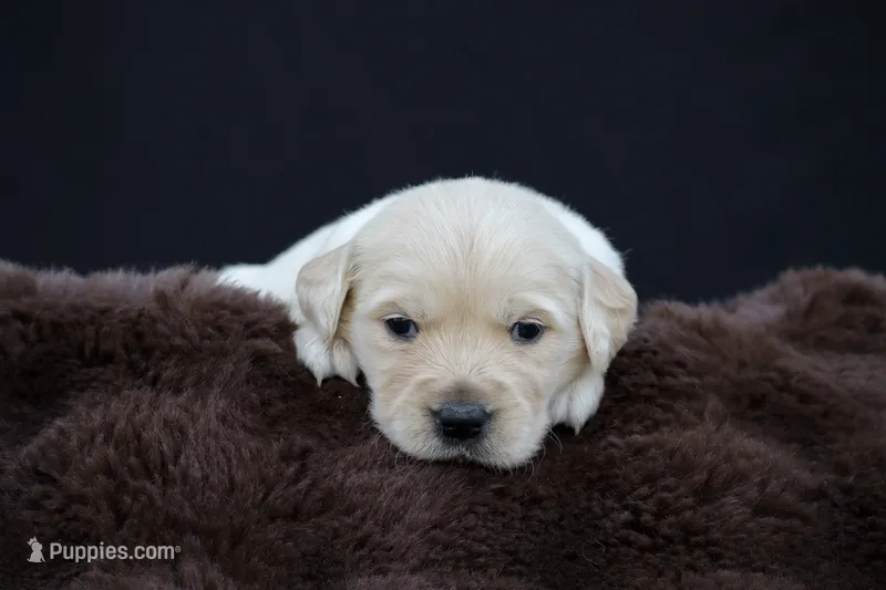 Rabbit  – Golden Retriever puppy for sale in Holmesville, OH