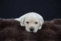 Rabbit , a male Golden Retriever for sale in Holmesville, OH – 1 of 10