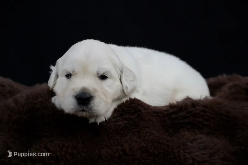 Pooh Bear – Golden Retriever puppy for sale in Holmesville, OH