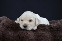 Rabbit , a male Golden Retriever for sale in Holmesville, OH – 5 of 10