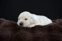 Piglet, a female Golden Retriever for sale in Holmesville, OH – 3 of 7