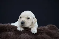 Rabbit , a male Golden Retriever for sale in Holmesville, OH – 7 of 10