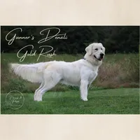Piglet, a female Golden Retriever for sale in Holmesville, OH – 6 of 7