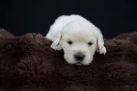 Eeyore, a male Golden Retriever for sale in Holmesville, OH – 4 of 10