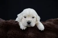 Tigger, a male Golden Retriever for sale in Holmesville, OH – 4 of 10