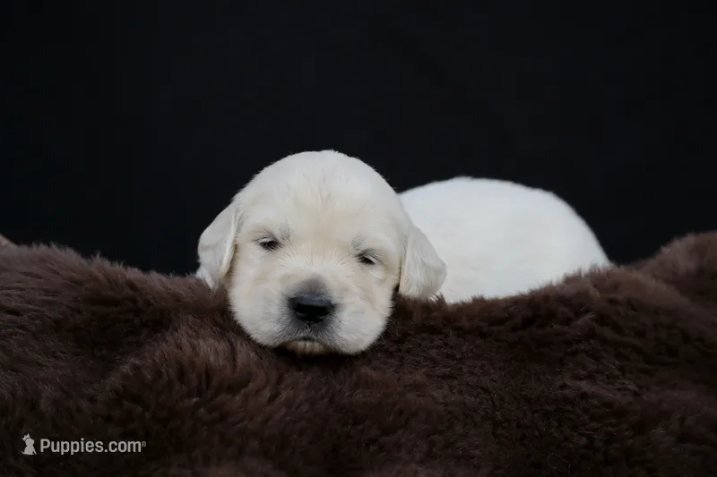 Robin – Golden Retriever puppy for sale in Holmesville, OH