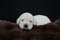 Robin, a male Golden Retriever for sale in Holmesville, OH – 1 of 6