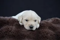 Rabbit , a male Golden Retriever for sale in Holmesville, OH – 8 of 10