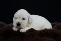 Pooh Bear, a male Golden Retriever for sale in Holmesville, OH – 3 of 9